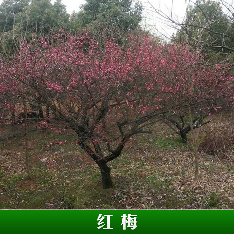 浙江泗安誠友苗木場供應(yīng)紅梅樹苗木 園林綠化景觀小喬木紅梅樹