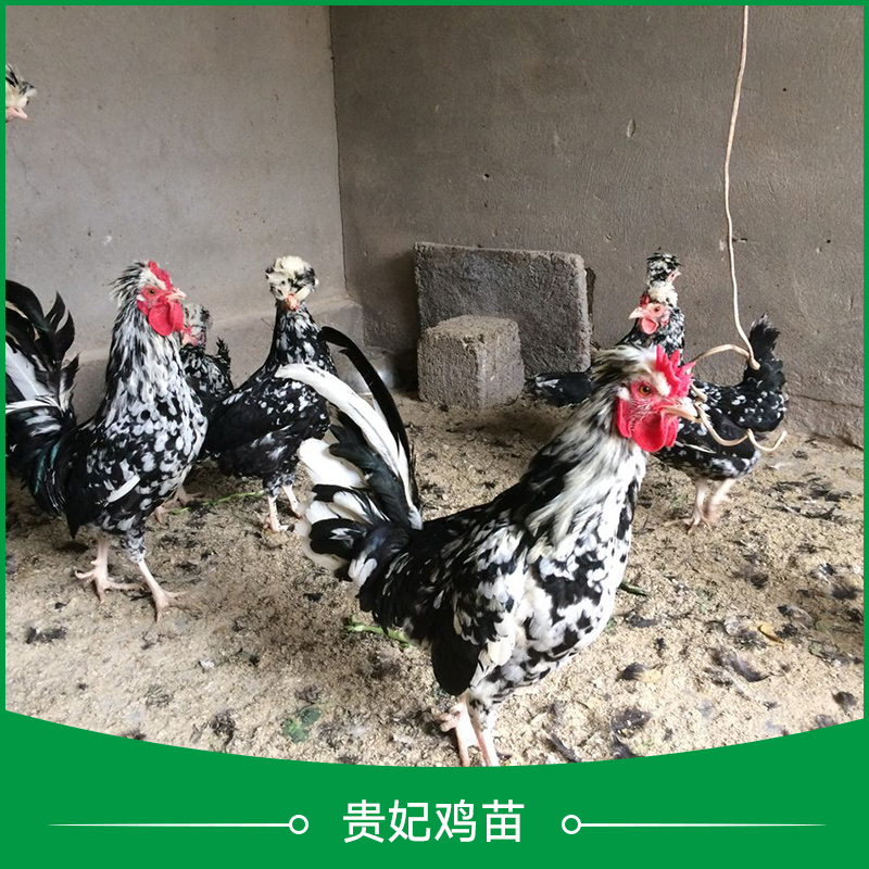 供應(yīng)貴妃雞苗 貴妃雞苗批發(fā) 貴妃雞苗養(yǎng)殖場(chǎng) 貴妃雞苗養(yǎng)殖技術(shù)