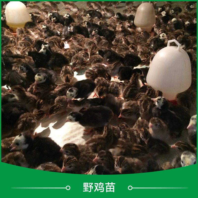 供應(yīng)*苗批發(fā) *苗價(jià)格 *苗廠家 *苗養(yǎng)殖場(chǎng) 江蘇*苗