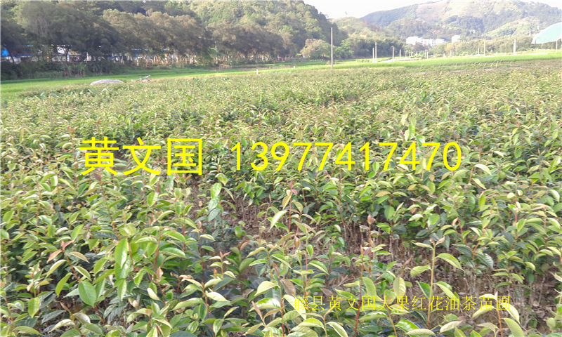 供應大果紅花油茶嫁接苗兩年苗_大果紅花油茶嫁接苗_大果紅花油茶種