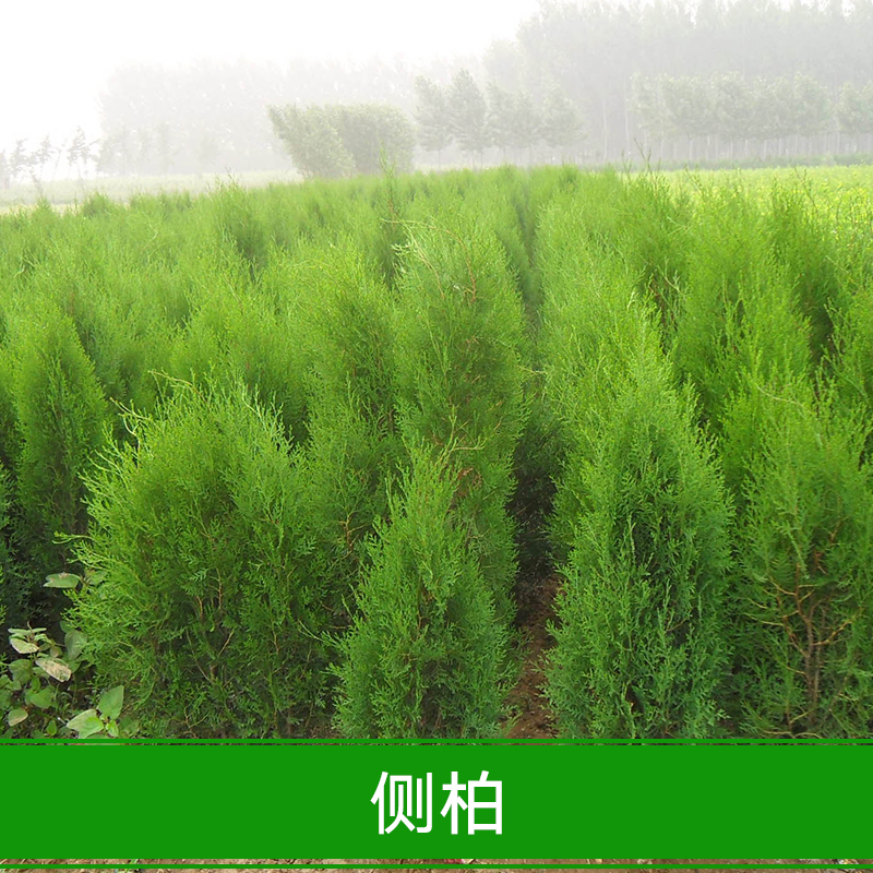 供應(yīng)側(cè)柏苗 基地現(xiàn)貨熱銷側(cè)柏苗 工程綠化*側(cè)柏苗