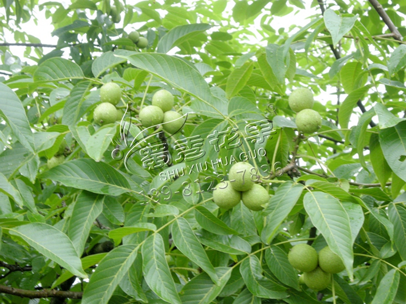 四川嫁接香玲核桃樹苗紙皮薄殼香核桃苗中林矮化核桃苗當年結(jié)果苗