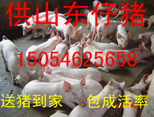 山東仔豬三元仔豬 沂南仔豬三元仔豬