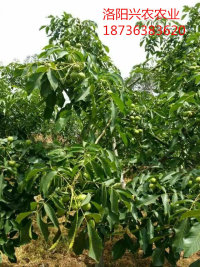 河南品種最全的遼核核桃苗基地