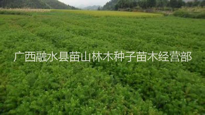 供應(yīng)用于造林的廣西融水40-50厘米速生杉樹苗