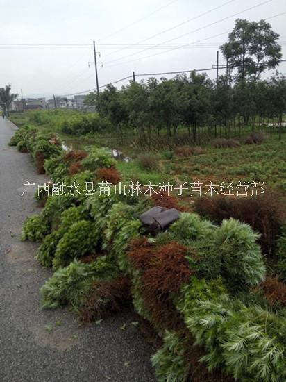 供應(yīng)用于造林業(yè)的廣西融水20-30厘米良種杉木苗