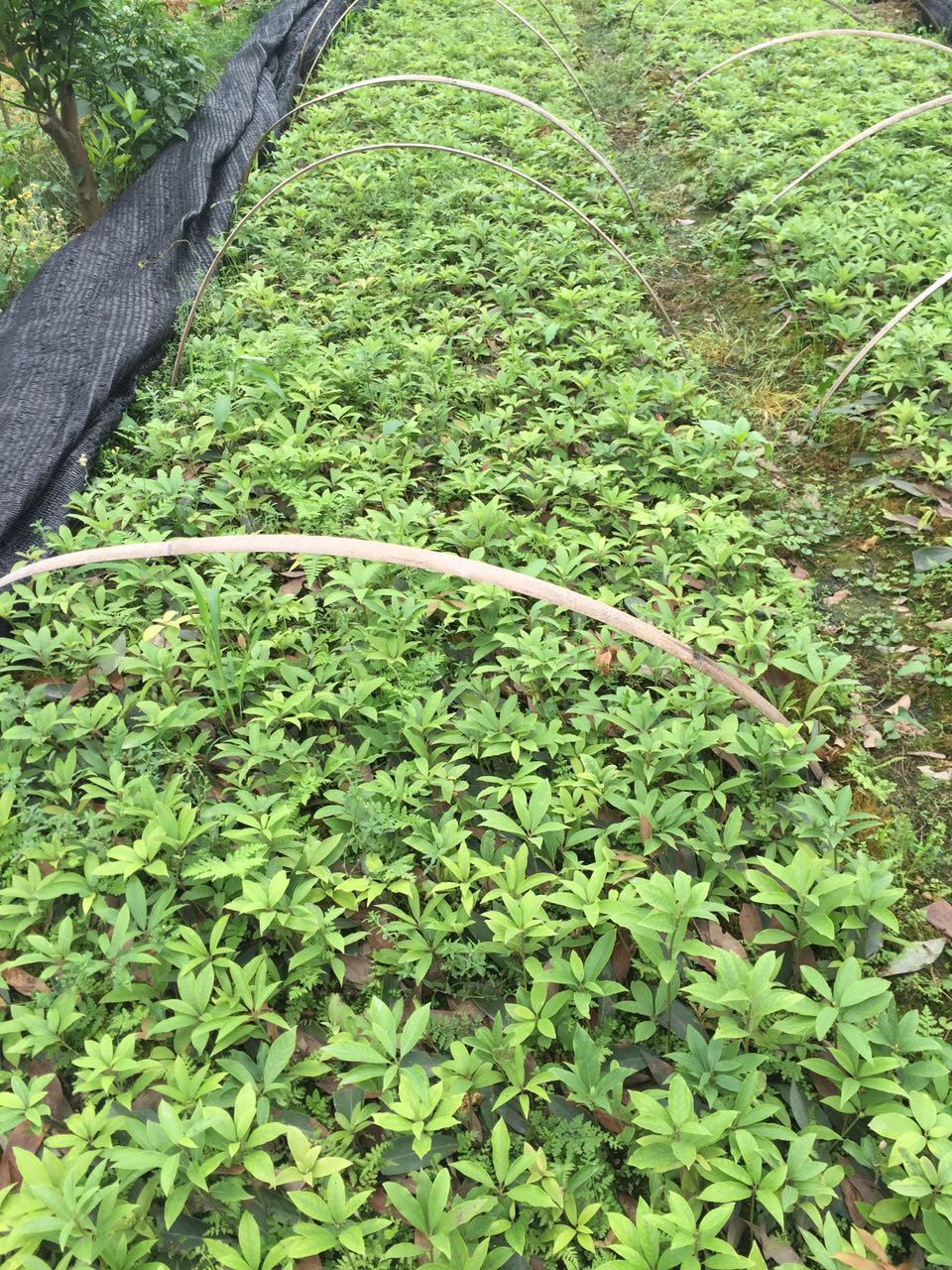 四川黃金茶苗 黃金茶苗批發(fā)價(jià)格