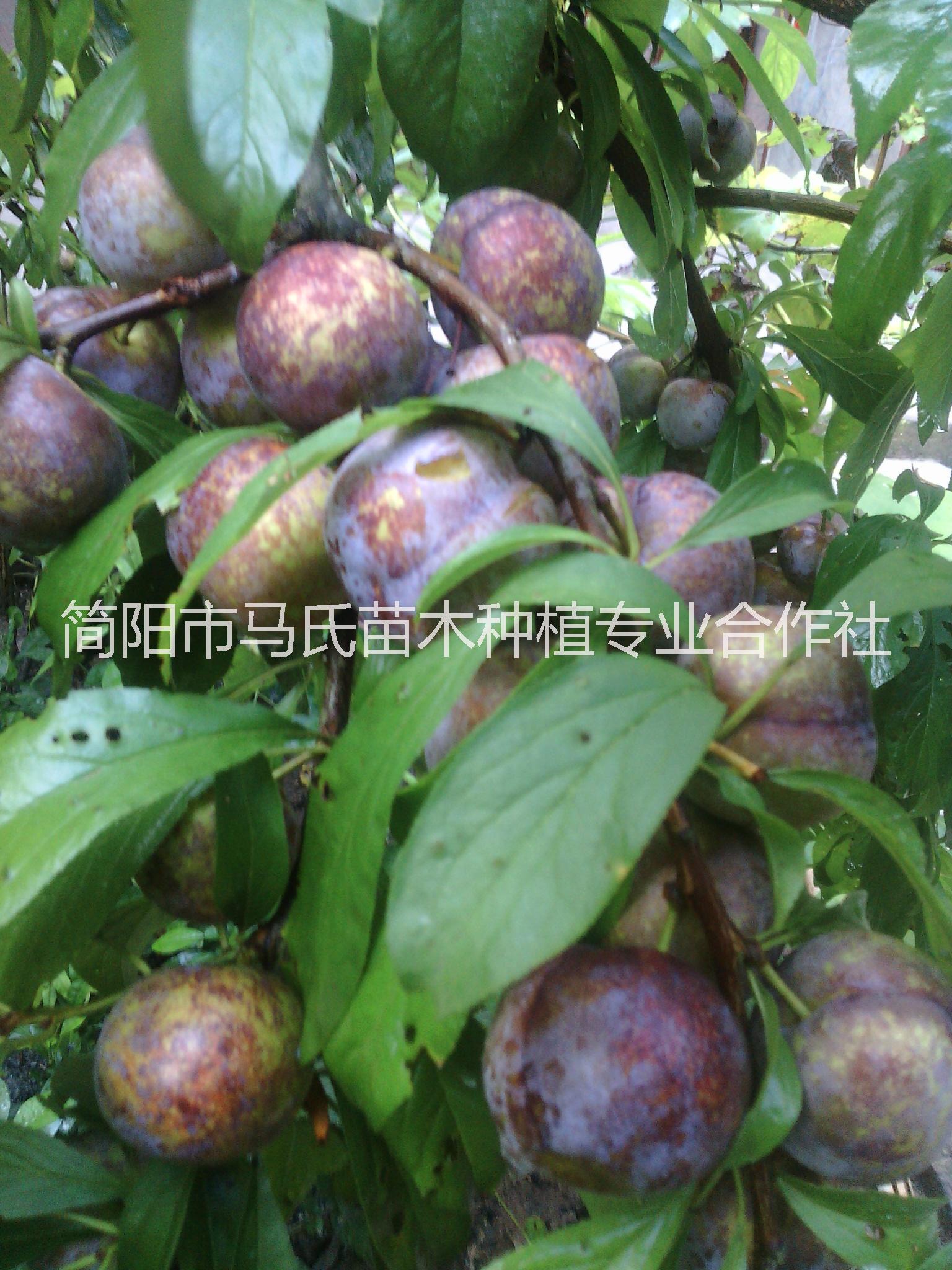 四川晚熟嫁接脆紅李苗批發(fā)價格/李子苗種植基地