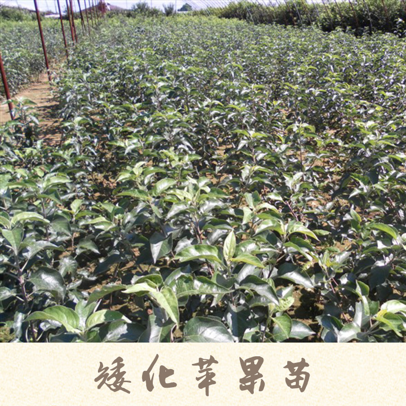 矮化蘋果苗產(chǎn)品 短枝蘋果樹苗 矮化蘋果樹苗 矮化蘋果苗種植基地 矮化蘋果苗供應(yīng)商報(bào)價(jià)