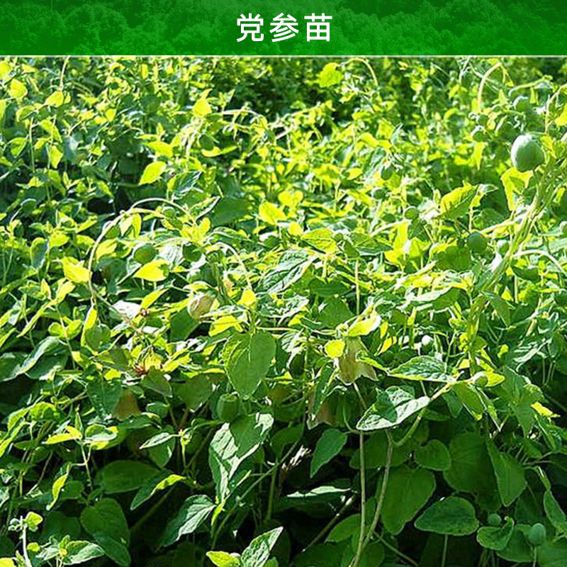 云南昭通黨參苗 黨參種子 黨參苗子 黨參育苗地 黨參苗廠家報價