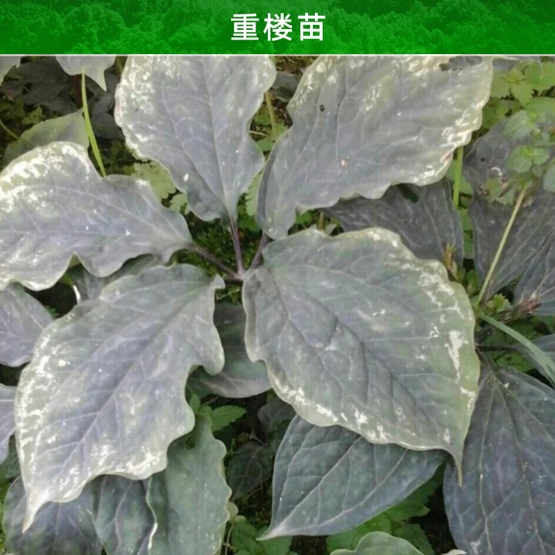 云南重樓苗產(chǎn)品 滇重樓種苗 獨(dú)角蓮種苗 *重樓小苗 云南重樓苗