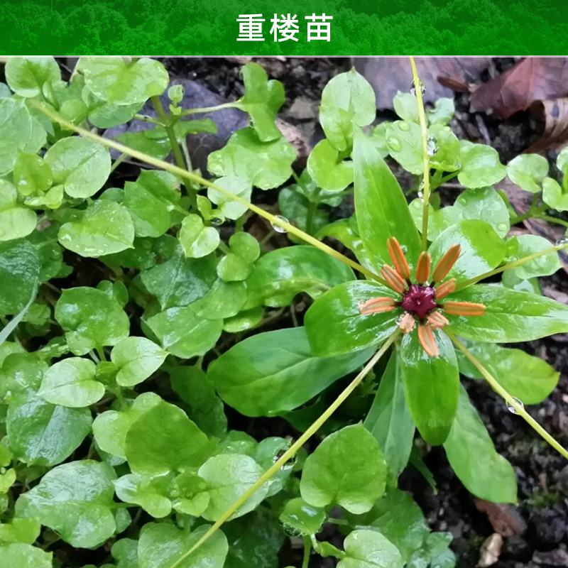云南重樓苗產(chǎn)品 滇重樓種苗 獨(dú)角蓮種苗 *重樓小苗 云南重樓苗