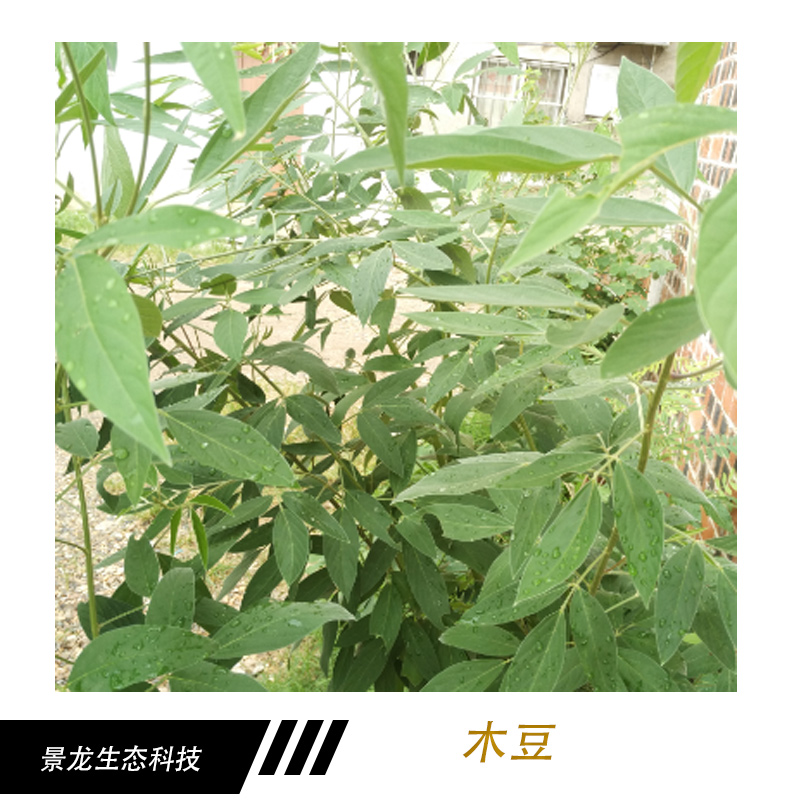 木豆種子 護(hù)坡灌木種子 邊坡綠化種子 樹豆種子 云南批發(fā)木豆 木豆產(chǎn)品