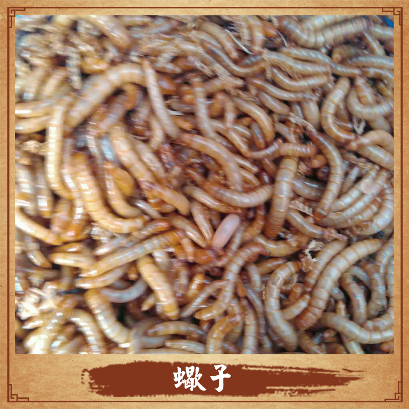 陜西*養(yǎng)殖 *養(yǎng)殖基地 *養(yǎng)殖技術(shù) *價(jià)格