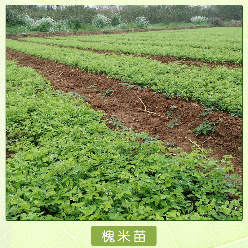 桂林油茶商鋪  油茶商鋪 油茶公司