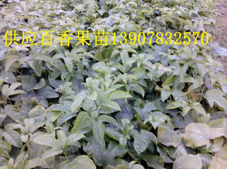 南寧黃金百香果苗，黃金百香果苗，黃金百香果苗批發(fā)