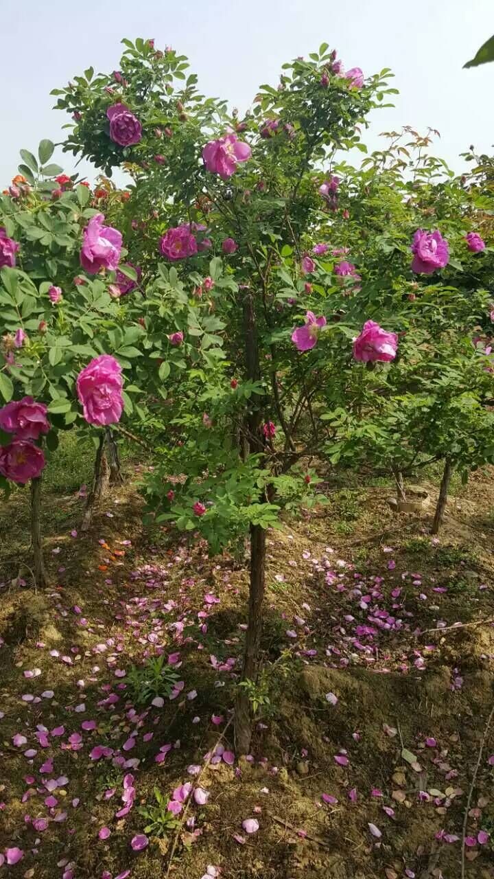 河南紫荊/河南鄢陵紫荊價(jià)格/紫荊/紫荊批發(fā)/河南紫荊直銷