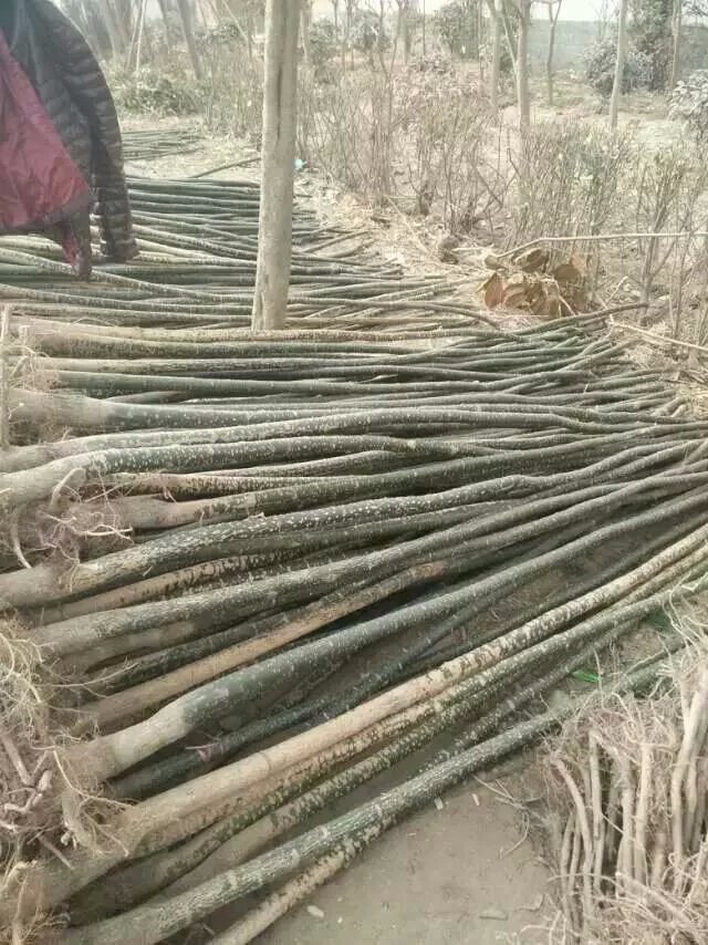 河南國槐樹批發(fā)價格