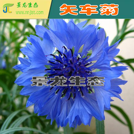 花卉種子 蛇目菊 百日草 孔雀草 野菊 波斯菊 產(chǎn)地批發(fā)
