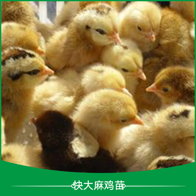 快*雞苗多少錢-報價-批發(fā)-訂購【廣州惠民禽業(yè)有限公司】