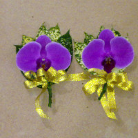 供應北京花卉綠植長短期租擺服務(wù)