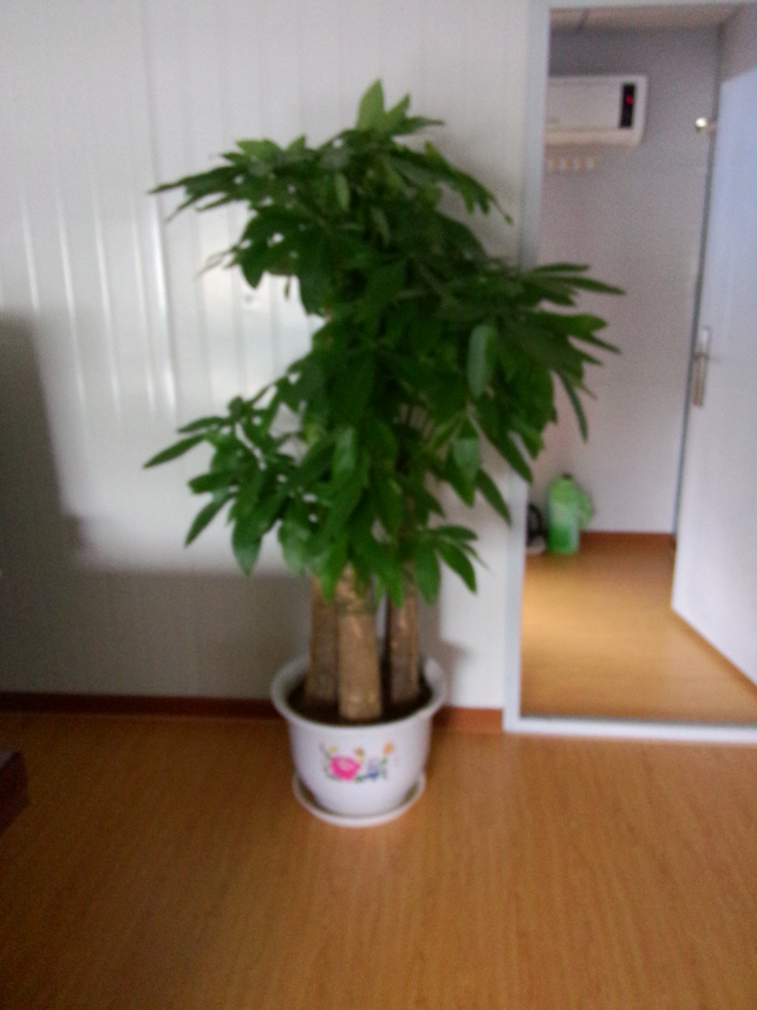 供應(yīng)北京花卉臨時(shí)租賃花卉短期租擺服務(wù)