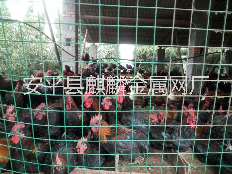 供應(yīng)電焊網(wǎng)隔離柵電焊網(wǎng)荷蘭網(wǎng)