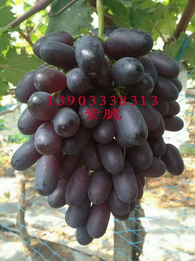 美國無核葡萄苗 美國無核葡萄苗