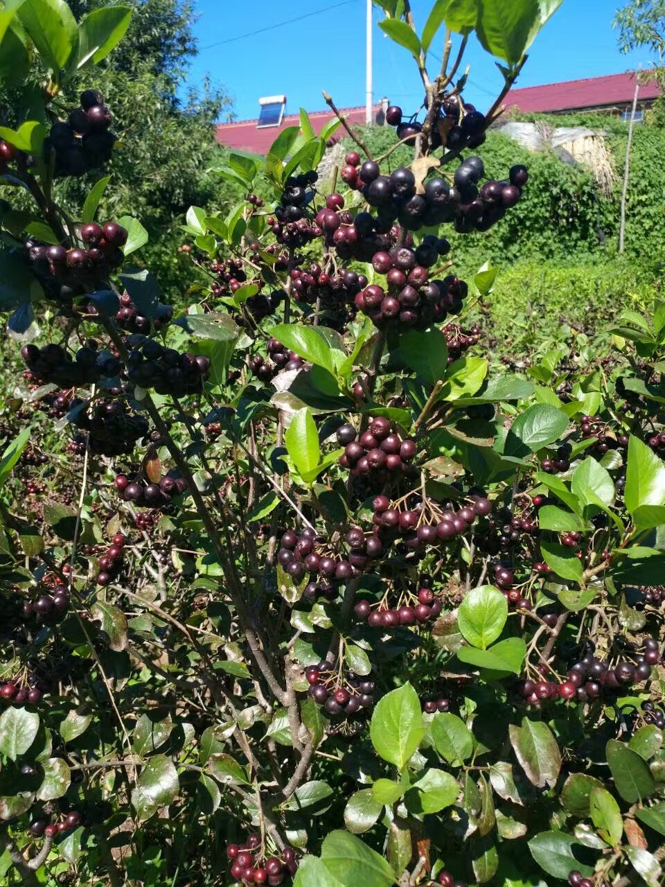 黑果花楸/出售黑果花楸小苗/批發(fā) 黑果肋腺花楸
