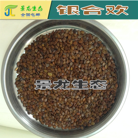 廣西邊坡綠化|廣西灌木種子|廣西銀合歡|南寧銀合歡