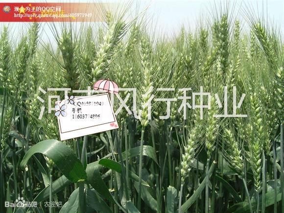 供應(yīng)平安8號小麥種子