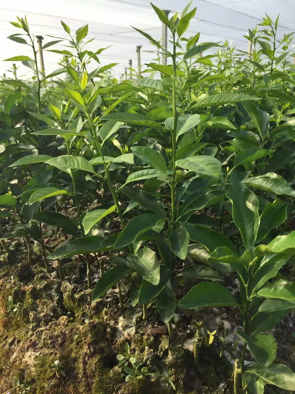 廣西沃柑苗那家好、廣西沃柑苗那好