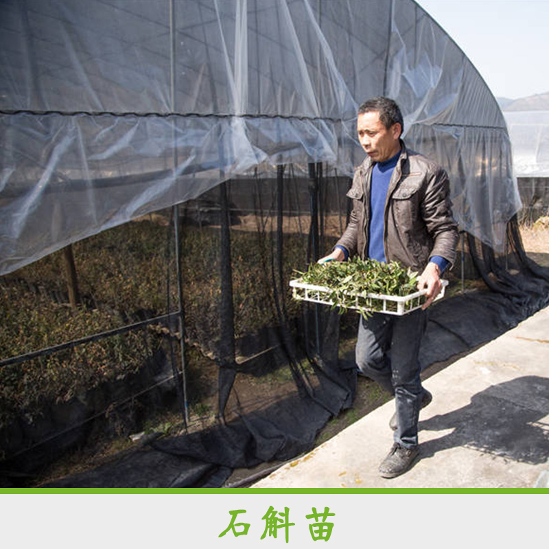 石斛苗 石斛種苗種植基地 鐵皮石斛種苗 廠家專業(yè)種植石斛 *石斛苗
