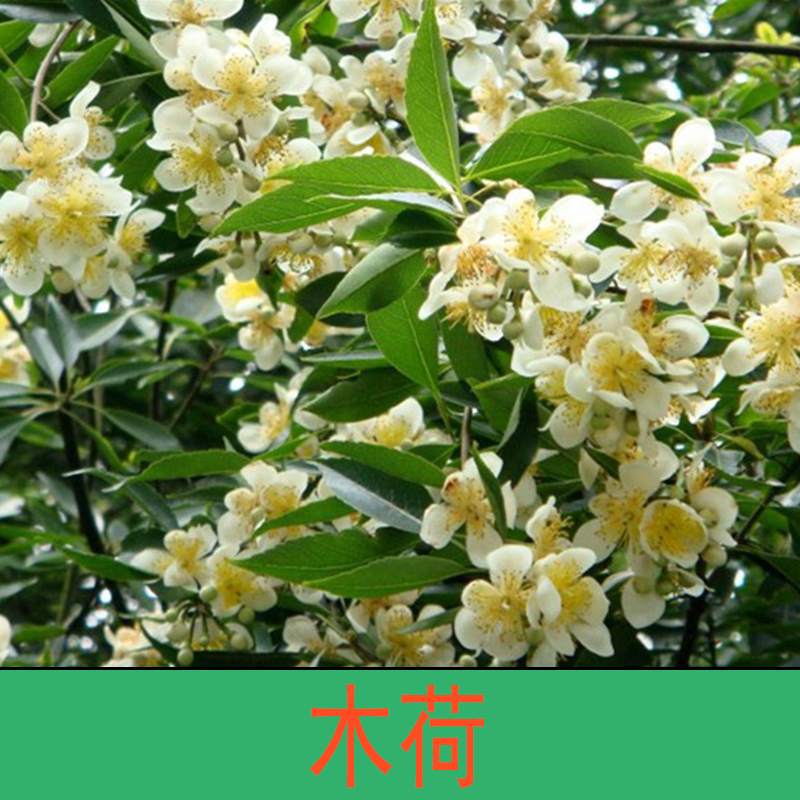 木荷 木荷苗 木荷小苗 木荷幼苗