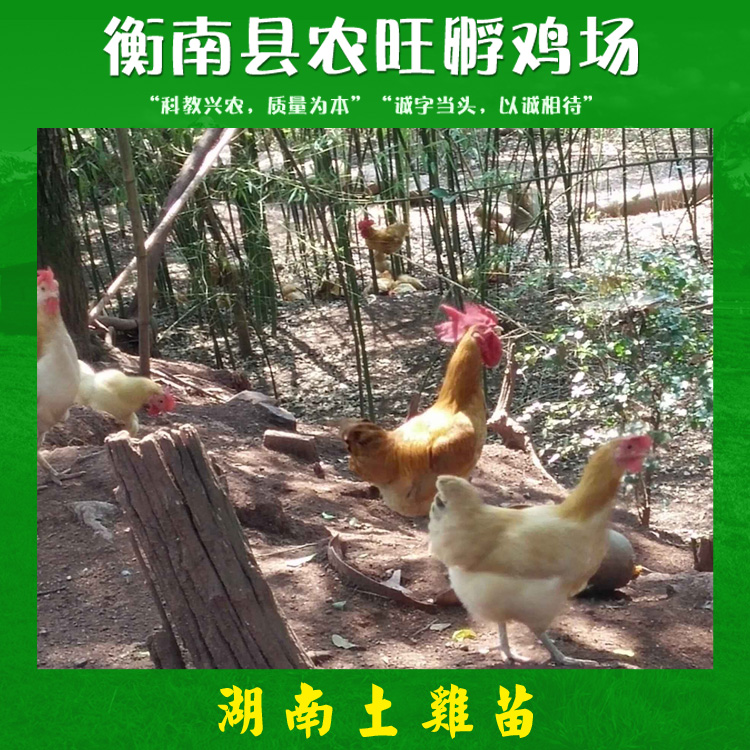 湖南土雞苗產(chǎn)品 土雞苗養(yǎng)殖技術(shù) 脫溫土雞苗 土雞苗散養(yǎng)