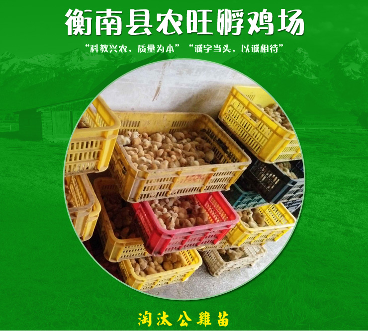 供應(yīng)土雞公苗廠家供應(yīng)商，土雞公苗廠家代理商，土雞公苗廠家
