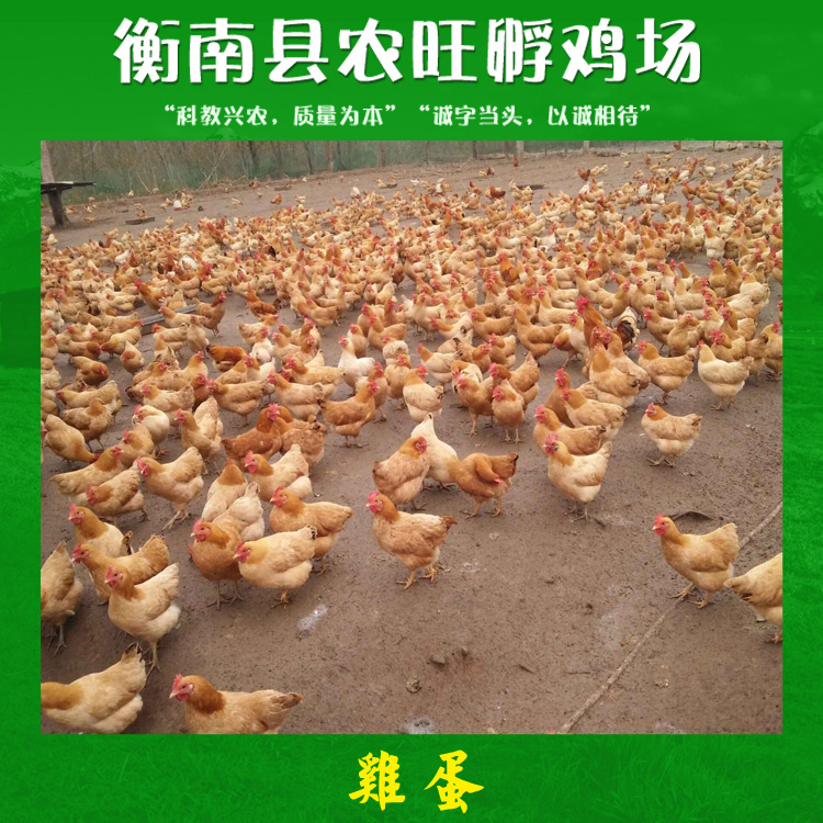 雞蛋 農家散養(yǎng)土雞蛋 生態(tài)散養(yǎng)土雞蛋 土雞初生雞蛋廠家供應報價