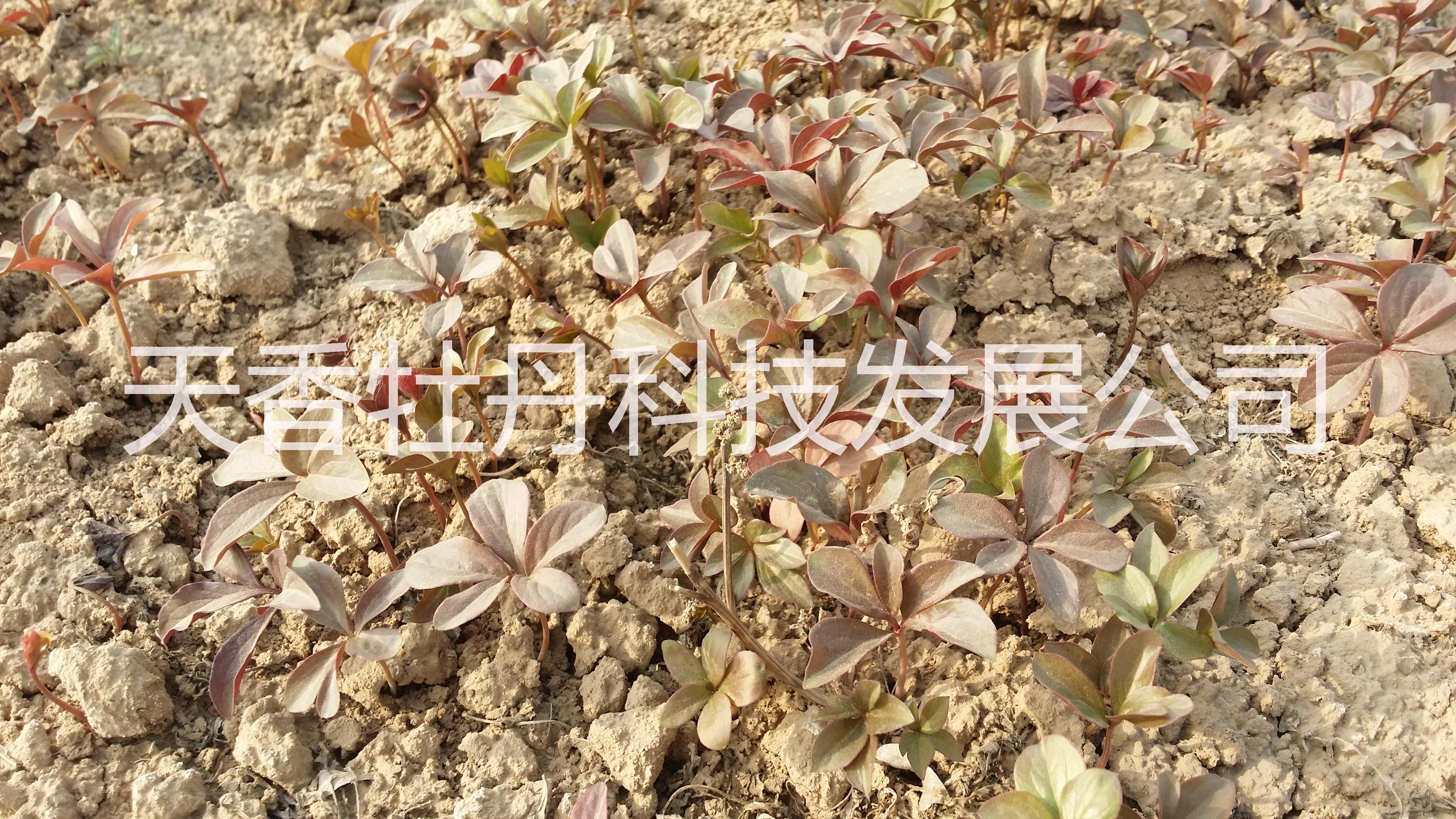 白芍-白芍苗子-白芍種子-山東白芍最 新品種-最 大的育苗基地免費提供種植管理技術(shù)