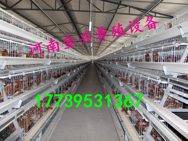 肉雞籠育雛籠撿蛋上料清糞風(fēng)機(jī)水簾 金興層疊式雞籠蛋雞籠肉雞籠育雛籠