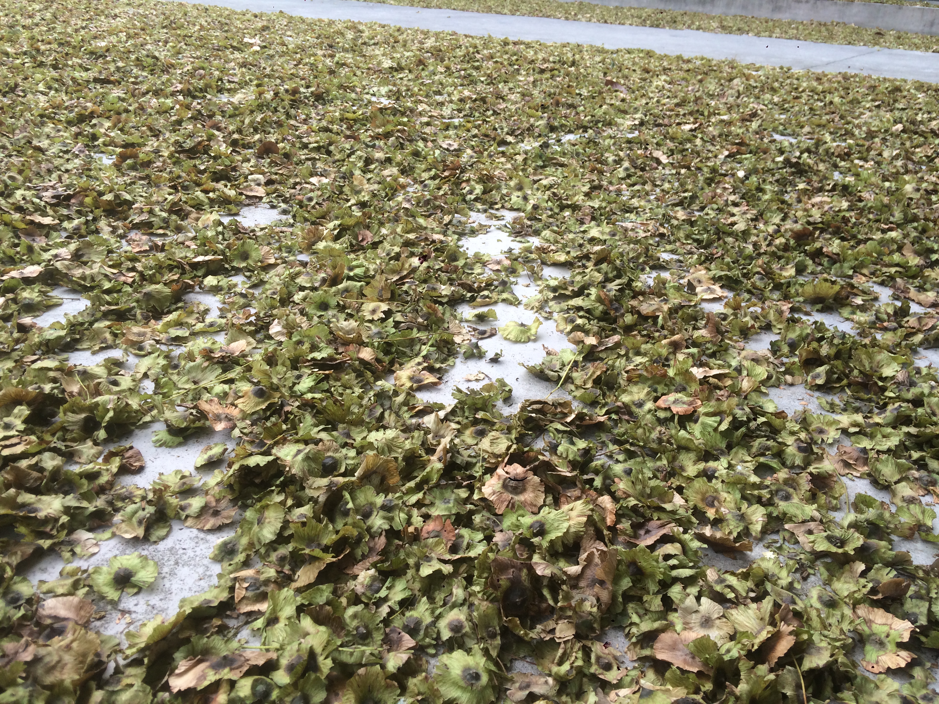 青錢柳種子 青錢柳種子價格 青錢柳種子供應(yīng)商 湖北青錢柳種子