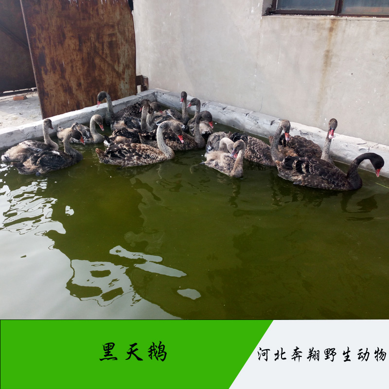 供應唐山*養(yǎng)殖基地，*經(jīng)濟價值 唐山*養(yǎng)殖基地直銷