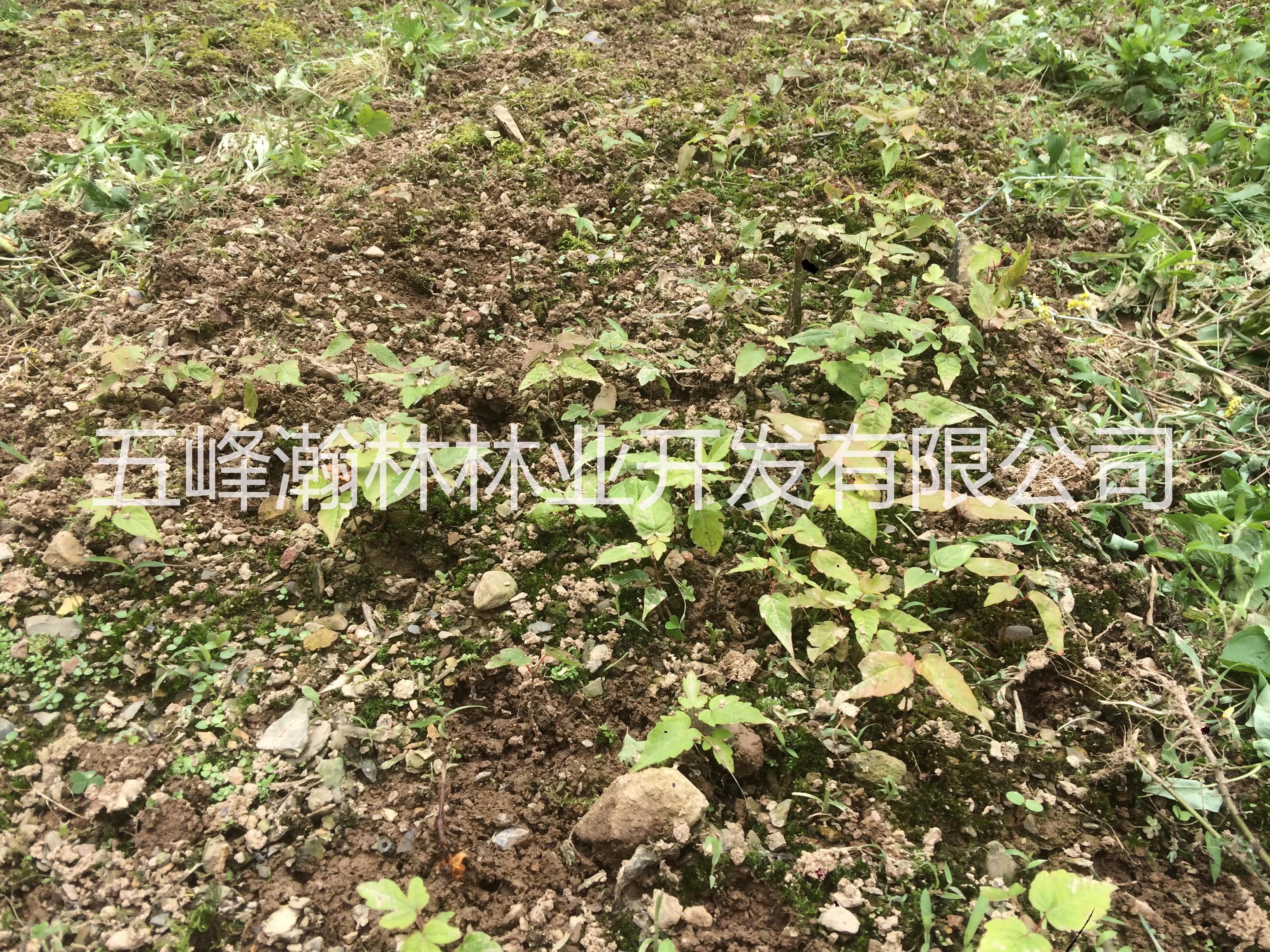 供應(yīng)彩葉樹槭樹科槭樹屬血皮槭苗