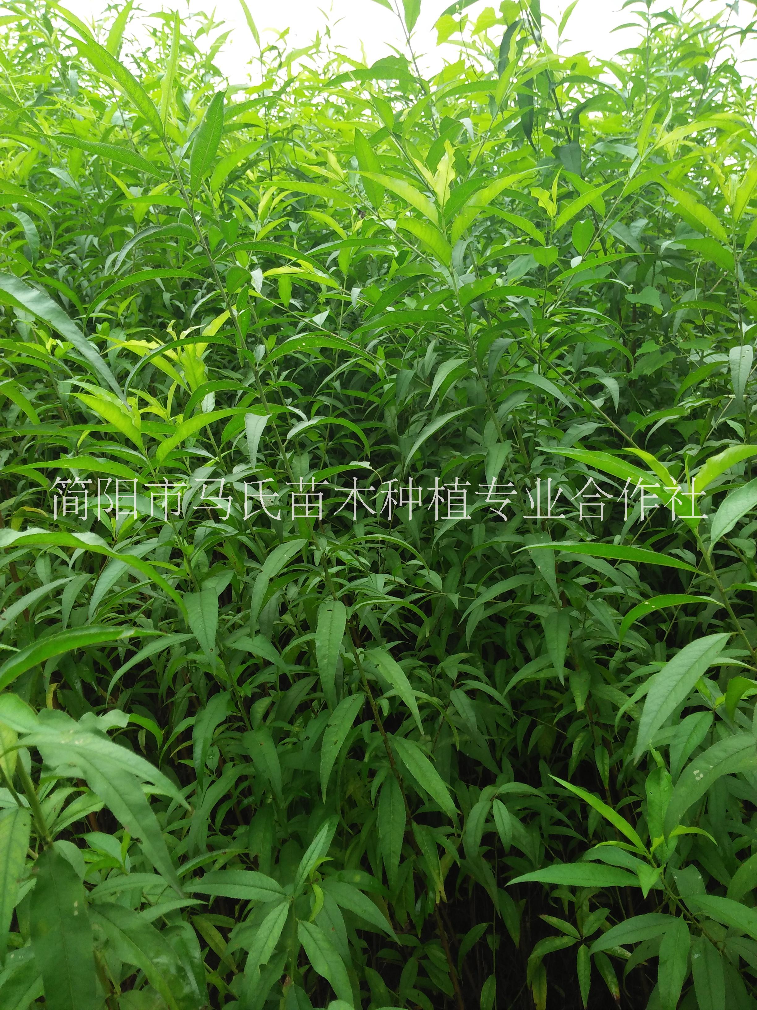 哪里有毛桃苗賣|四川毛桃苗|成都毛桃苗|毛桃樹苗|毛桃苗基地|毛桃苗價格|毛桃苗批發(fā)