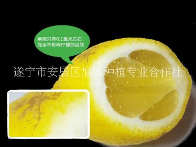 康檸源二級黃檸檬，品質(zhì)優(yōu)良，產(chǎn)地直銷，歡迎上門采購