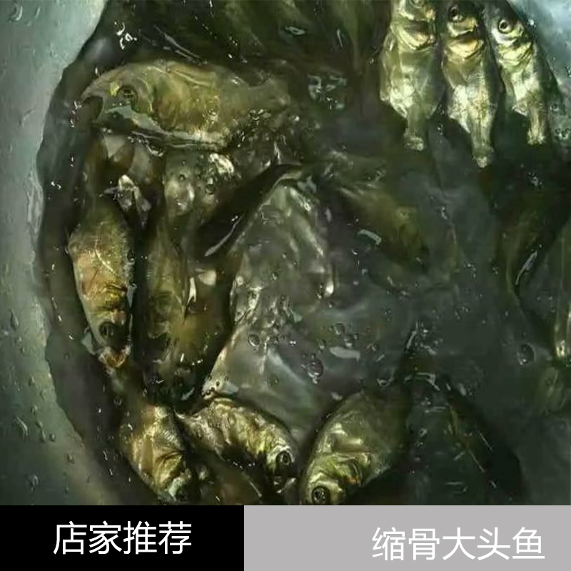 廣東江門縮骨大頭魚(yú) 淡水養(yǎng)殖 縮骨大頭魚(yú) 魚(yú)苗 價(jià)格實(shí)惠胖頭魚(yú)
