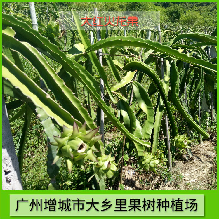 大紅火龍果 臺灣大紅火龍果 大鄉(xiāng)里大紅火龍果種植場 大紅火龍果價格