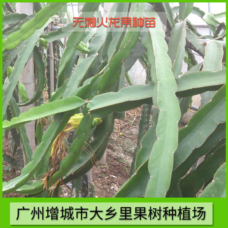 無刺火龍果 專業(yè)無刺火龍果種植 大鄉(xiāng)里無刺火龍果廠家 無刺火龍果種植基地