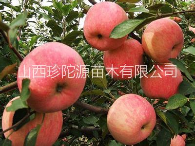 山西哪里有蘋果苗賣 山西蘋果苗批發(fā)價格 蘋果苗價格多少