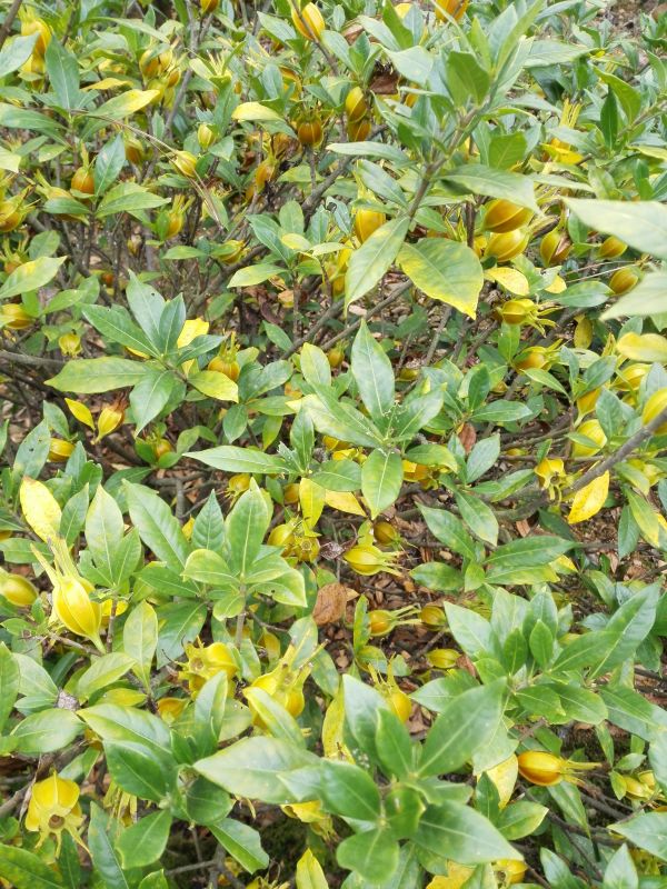 供應(yīng)河南梔子苗