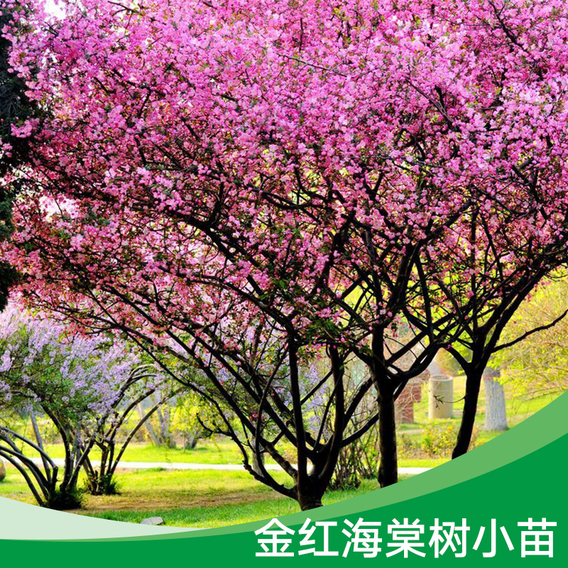 河北金紅海棠樹@河北金紅海棠樹價(jià)格@河北金紅海棠樹電話